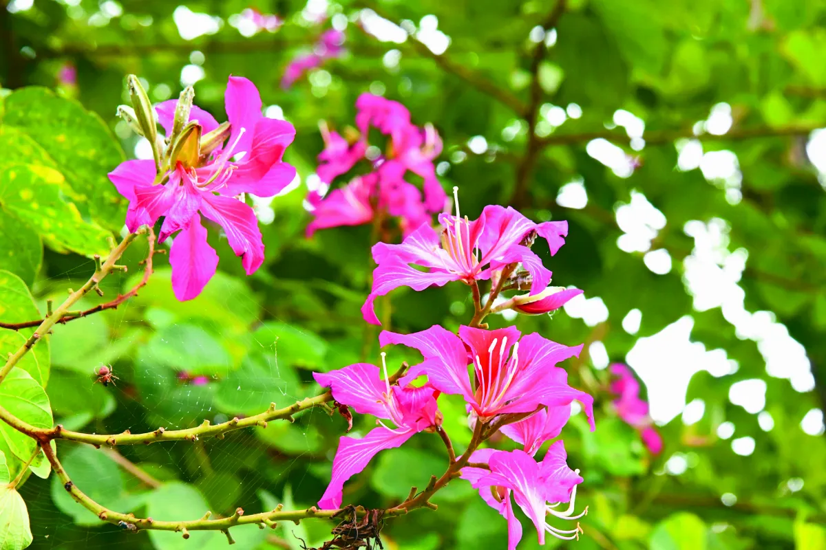 佛教植物園區 佛館正式揭碑