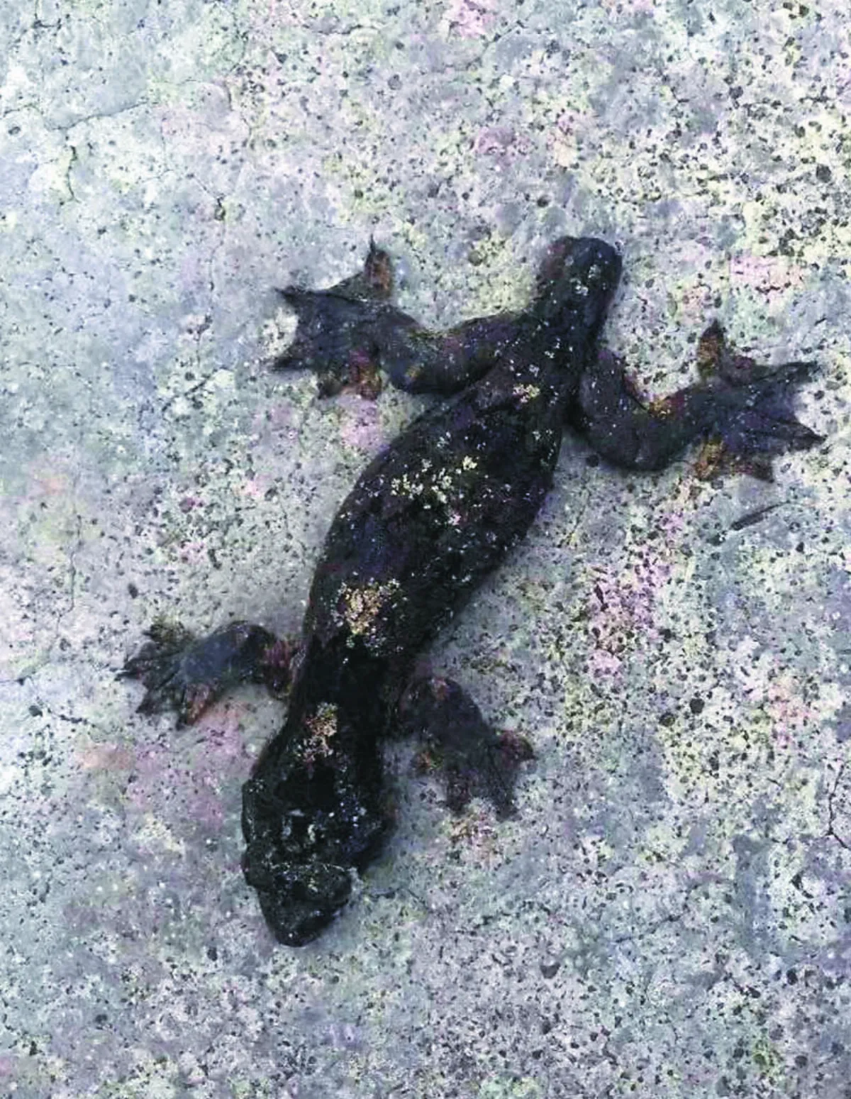中國瞼虎種類冠全球