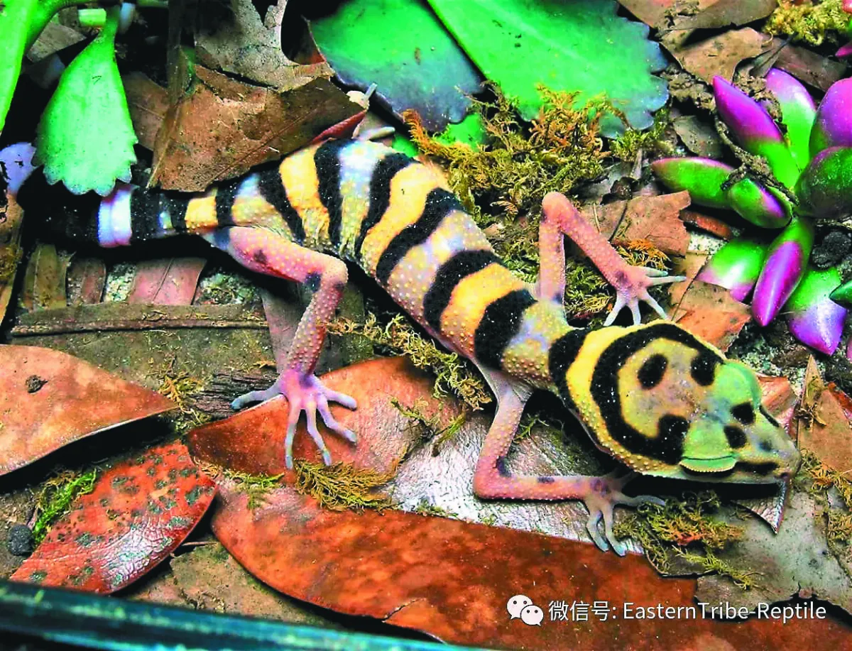 中國瞼虎種類冠全球