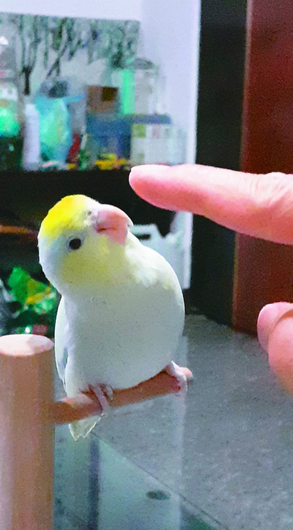 空巢與飛鳥
