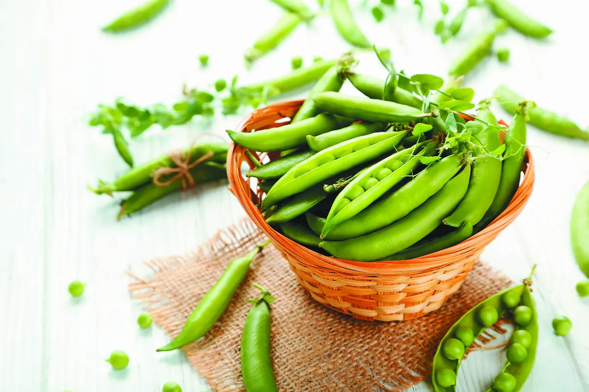 春分時節重養肝  菠菜、豌豆可多吃