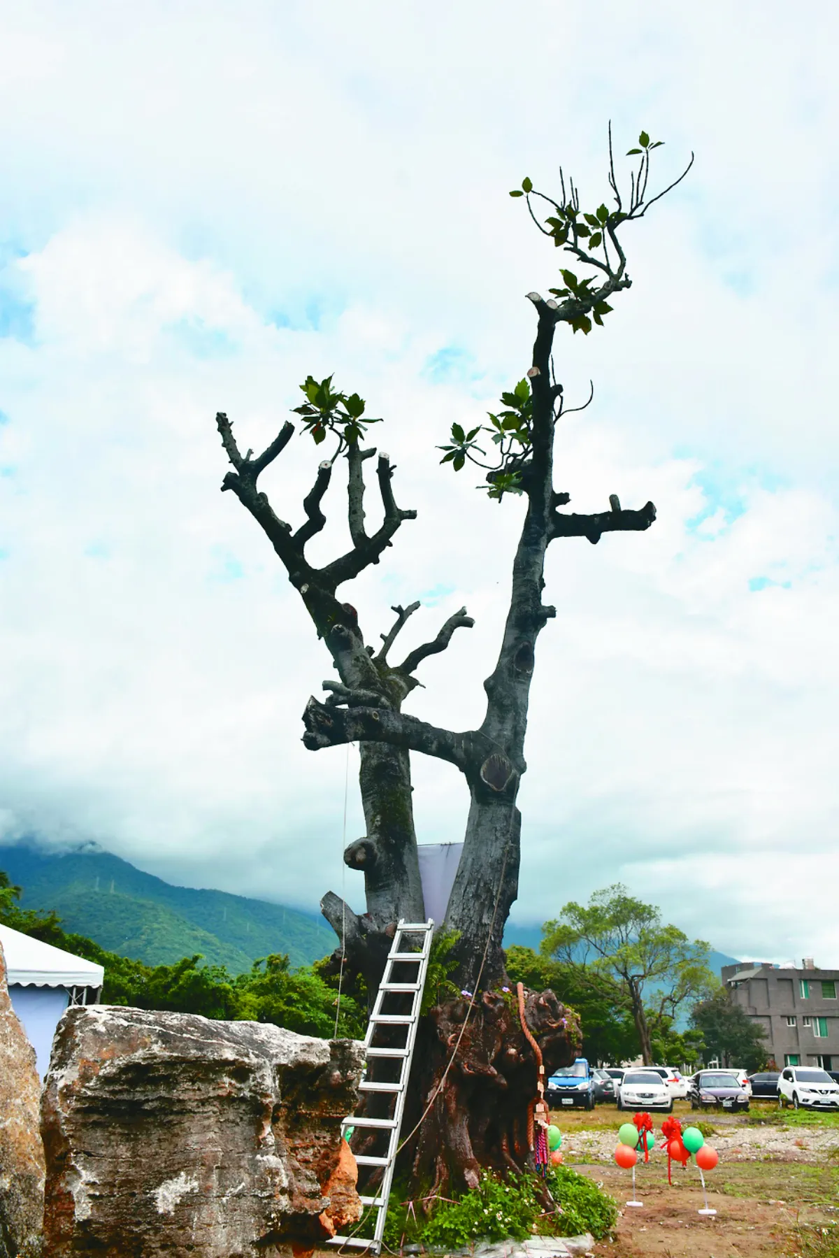 花蓮百年麵包樹 獲准移植