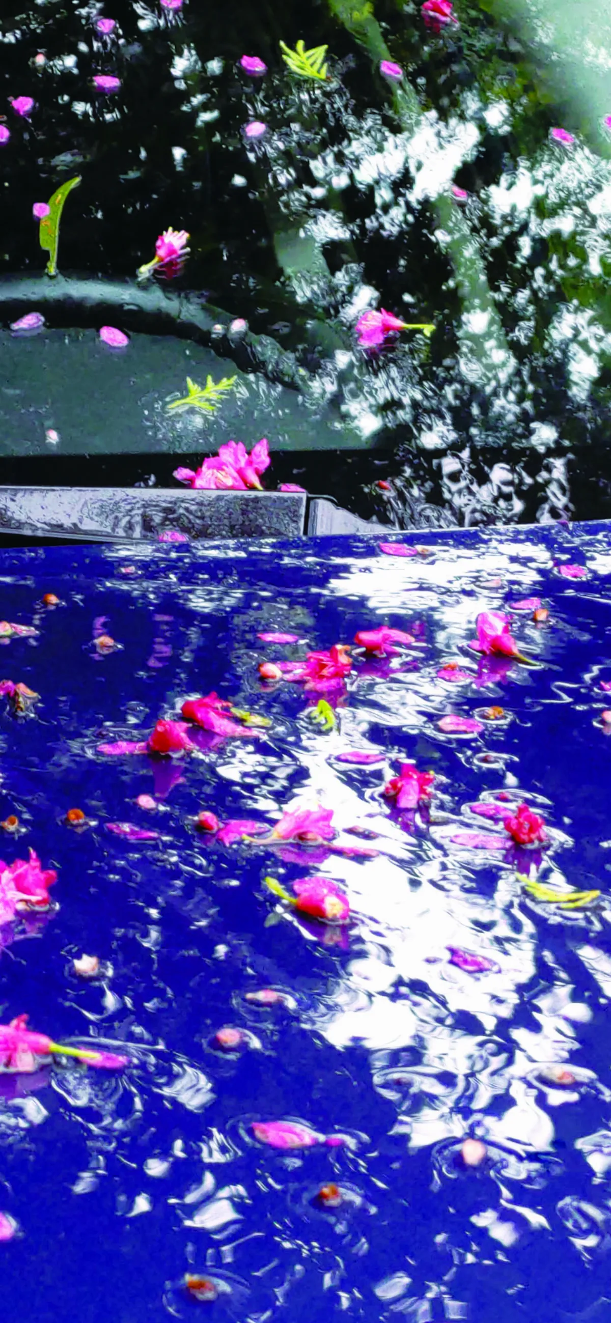 山村生活 花非花 春寒紀事