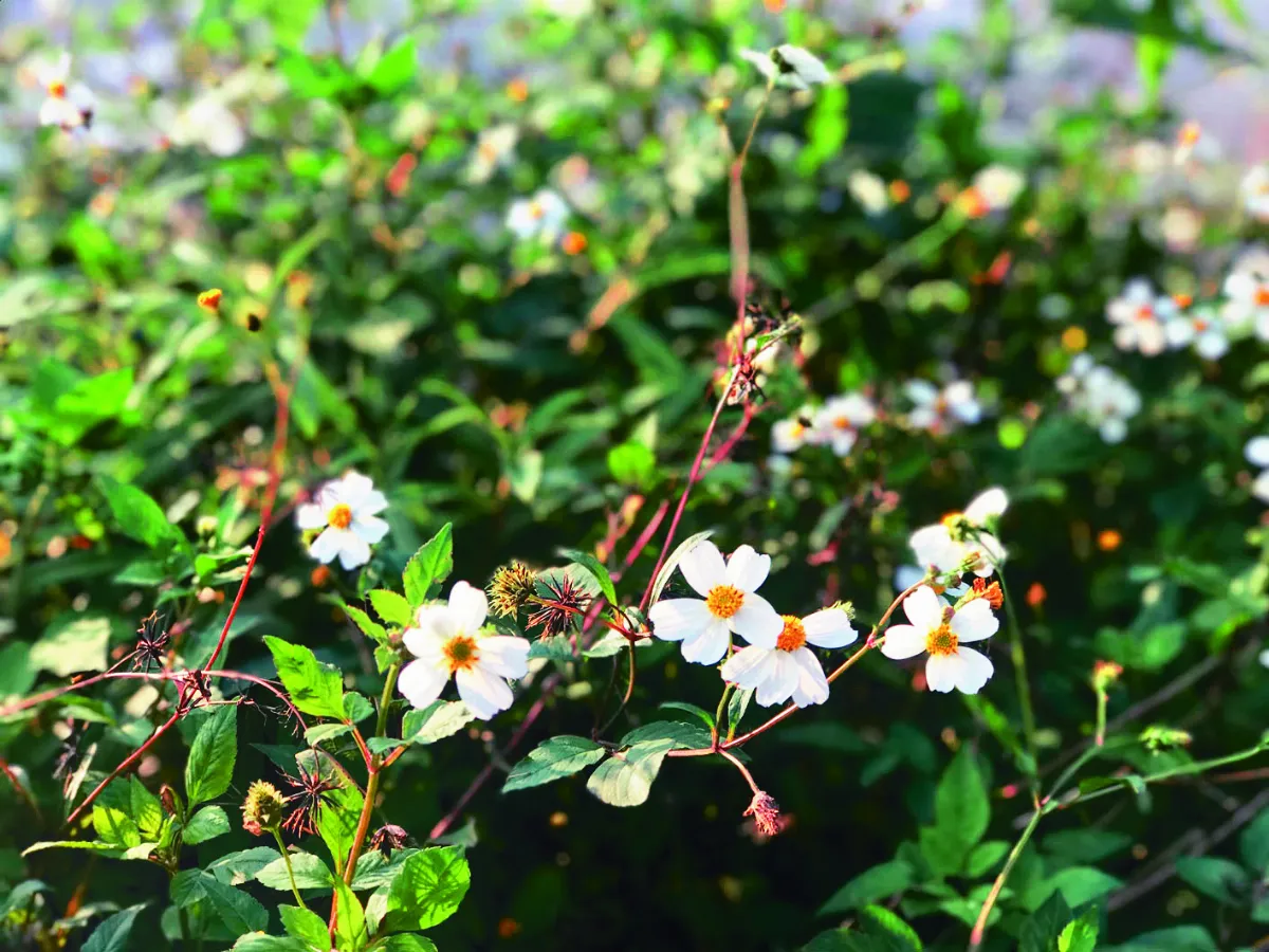 自然生活　3-4月主題徵文　蜂戀花