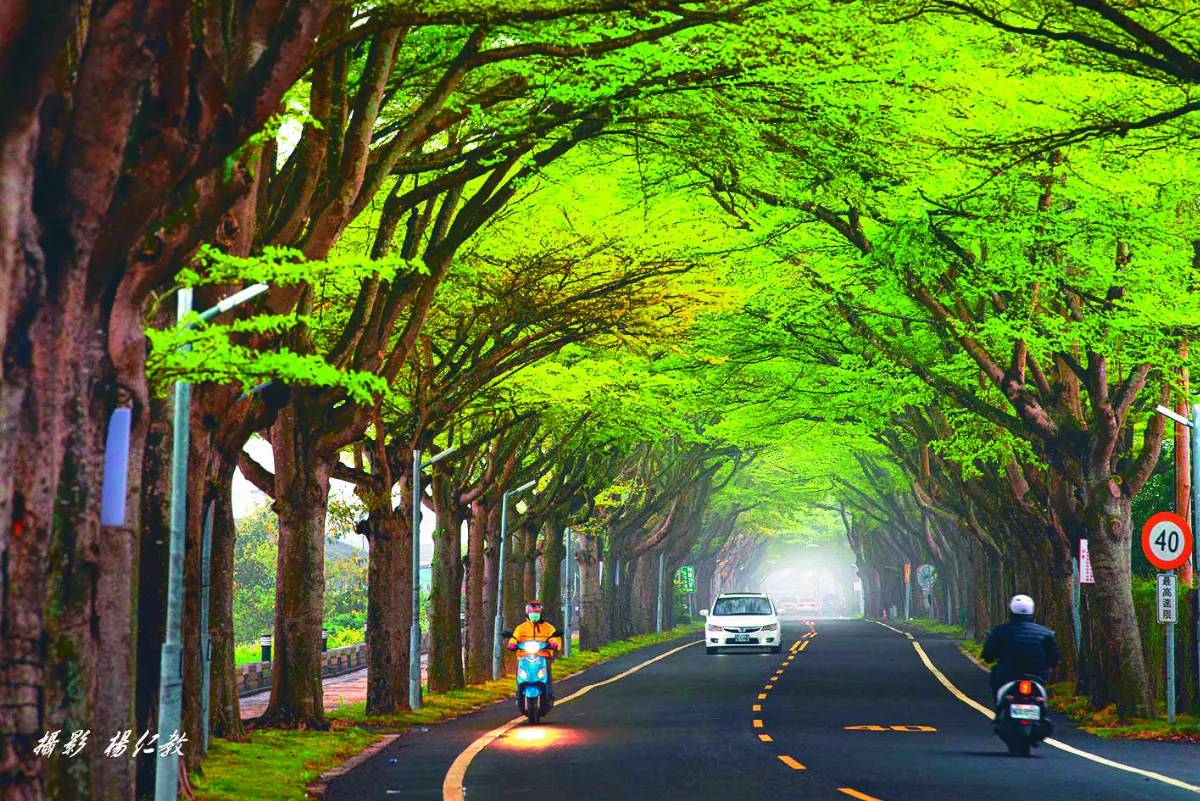 台灣之美  綠色隧道
