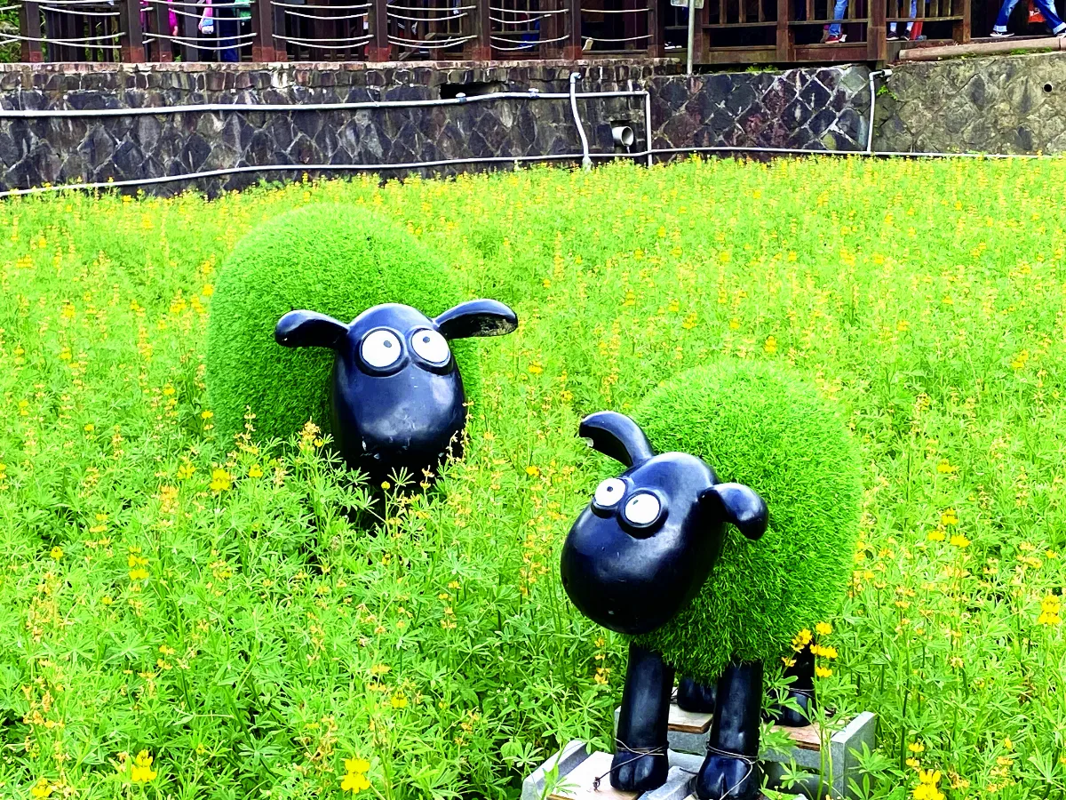 生活快門  羊咩咩賞花