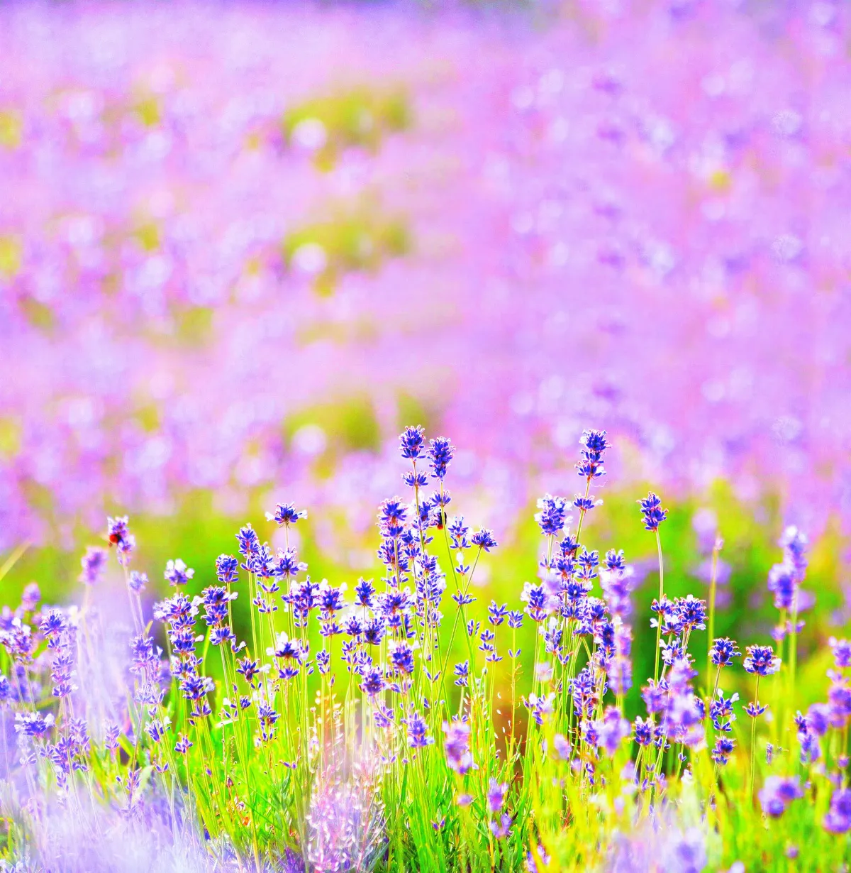 草