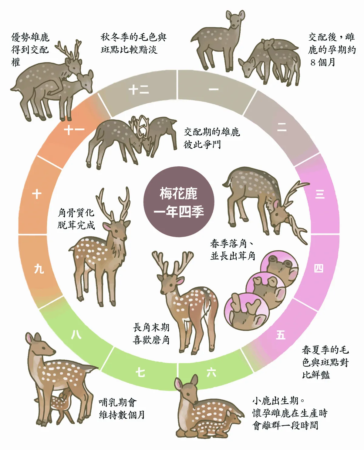 玉子手札 梅花梅花 幾月開  梅花鹿 一年四季與存續
