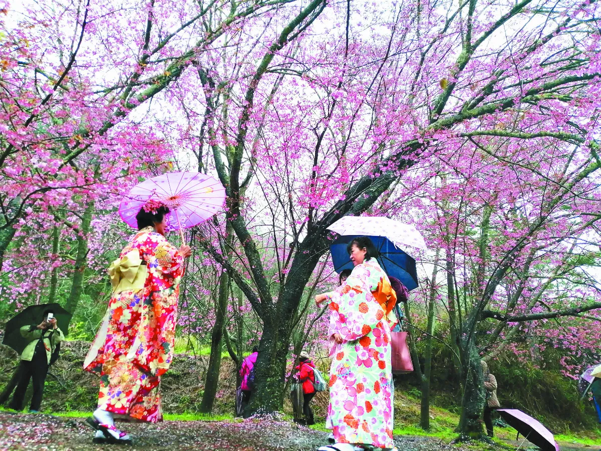 生活快門 櫻花映和風