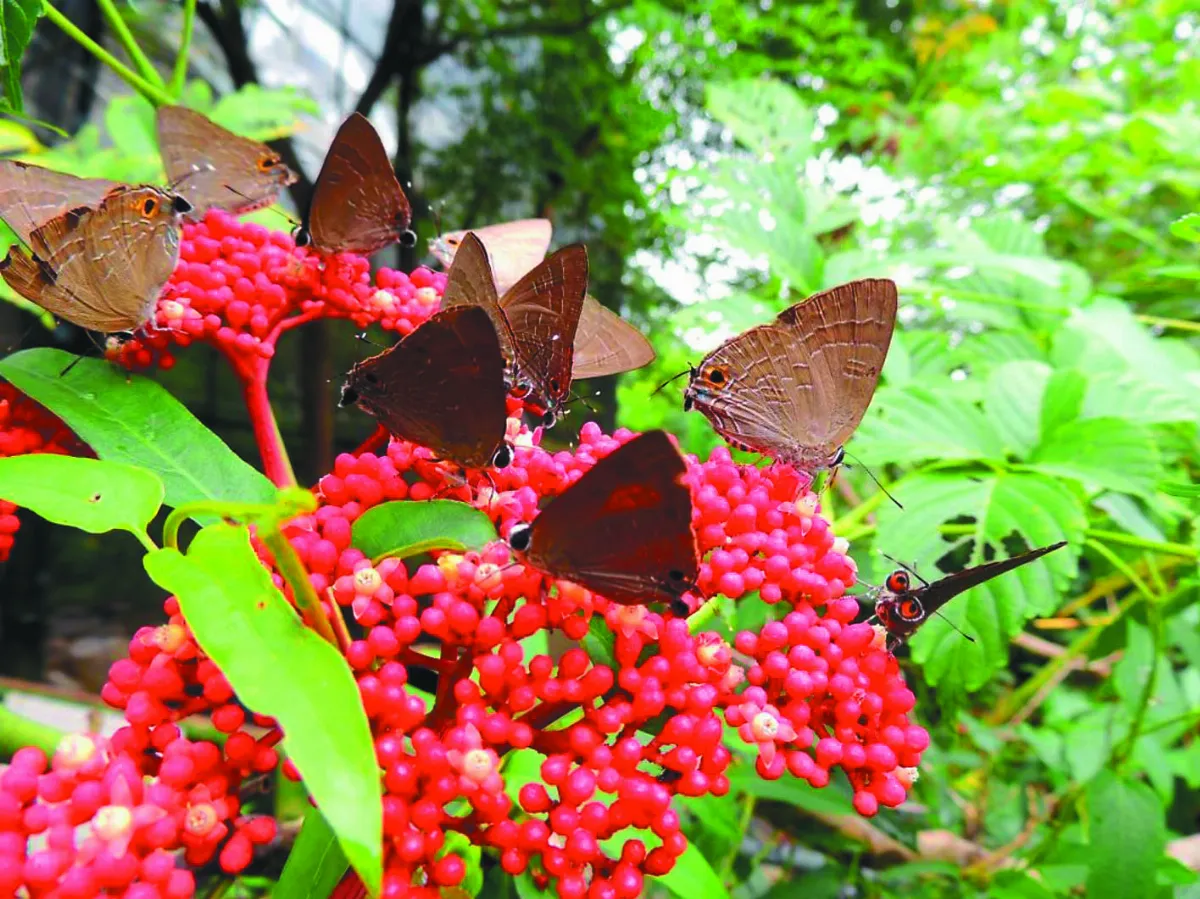 特生中心研究 台灣蝴蝶熱區 在淺山地帶