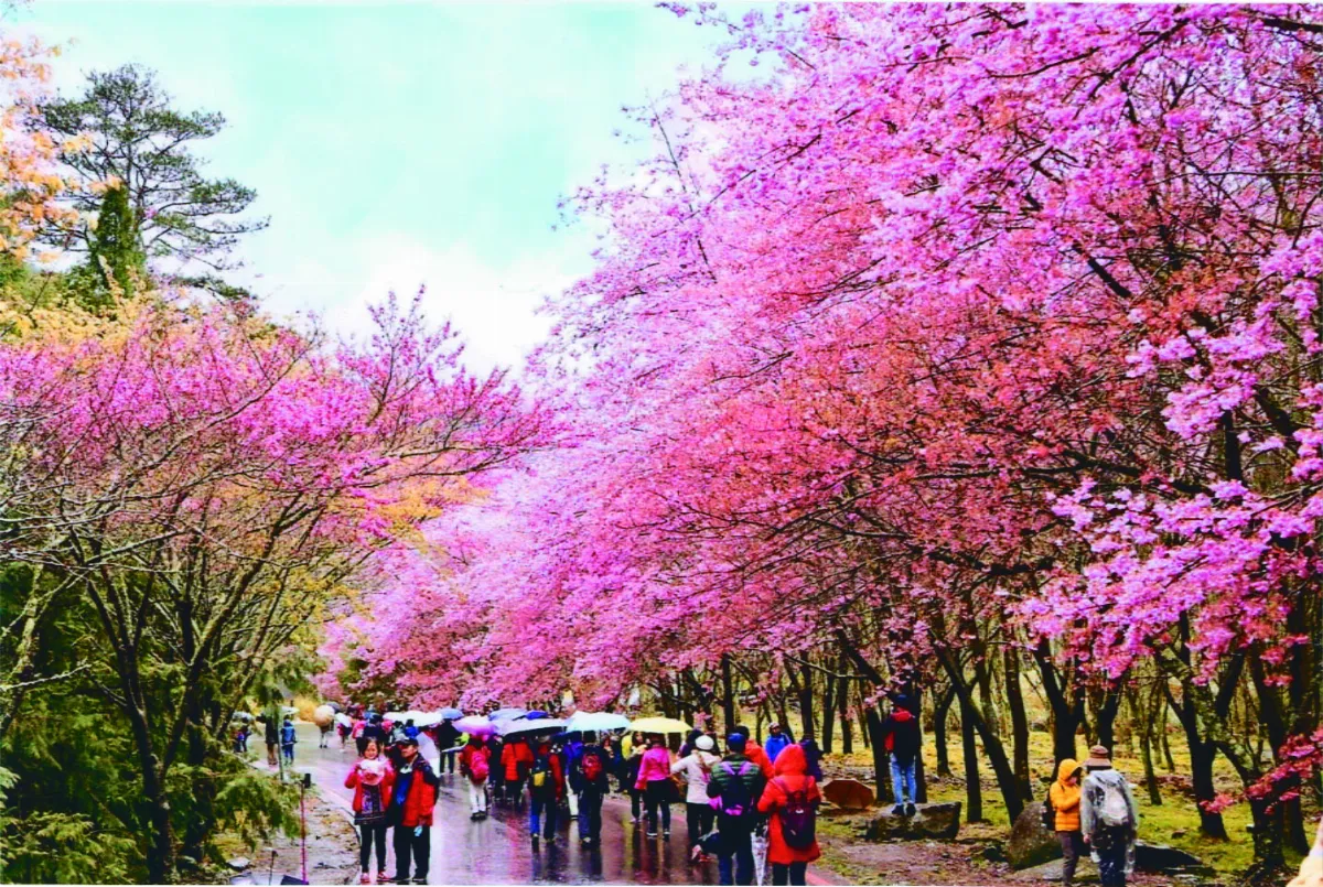 印象旅人 武陵農場 四時皆美景