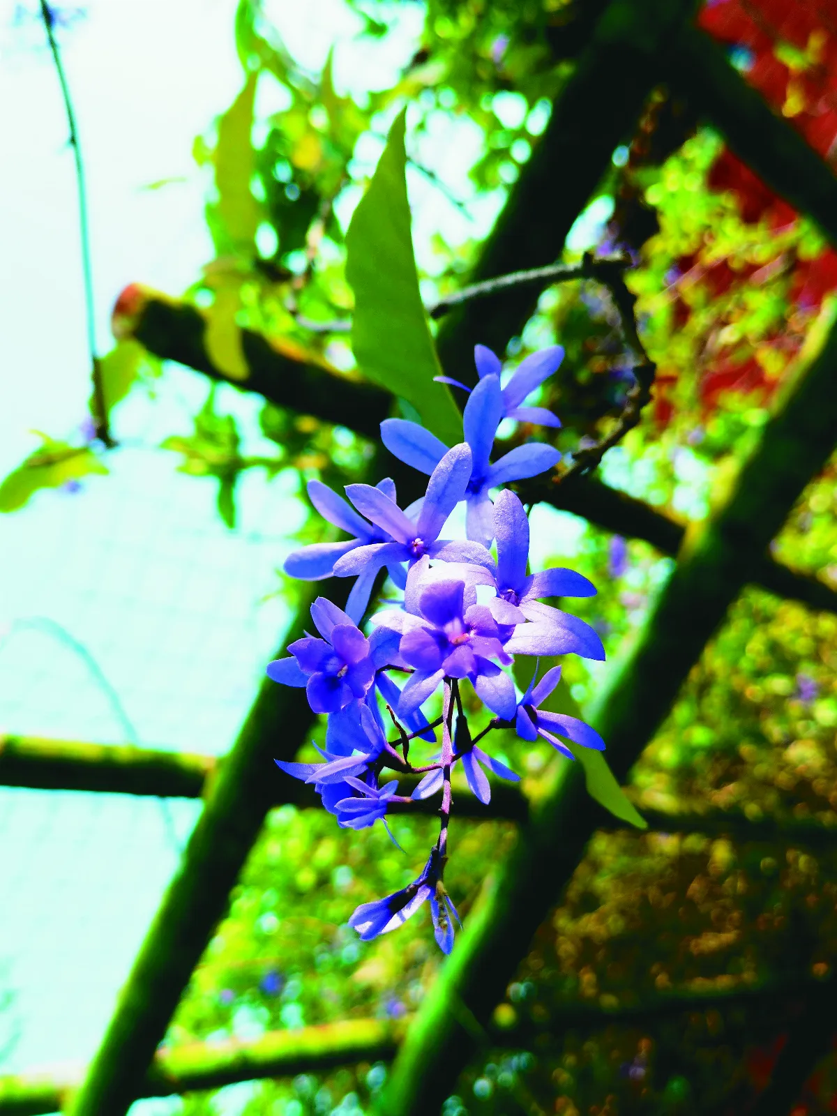 四季花漾 春天藍紫繽紛