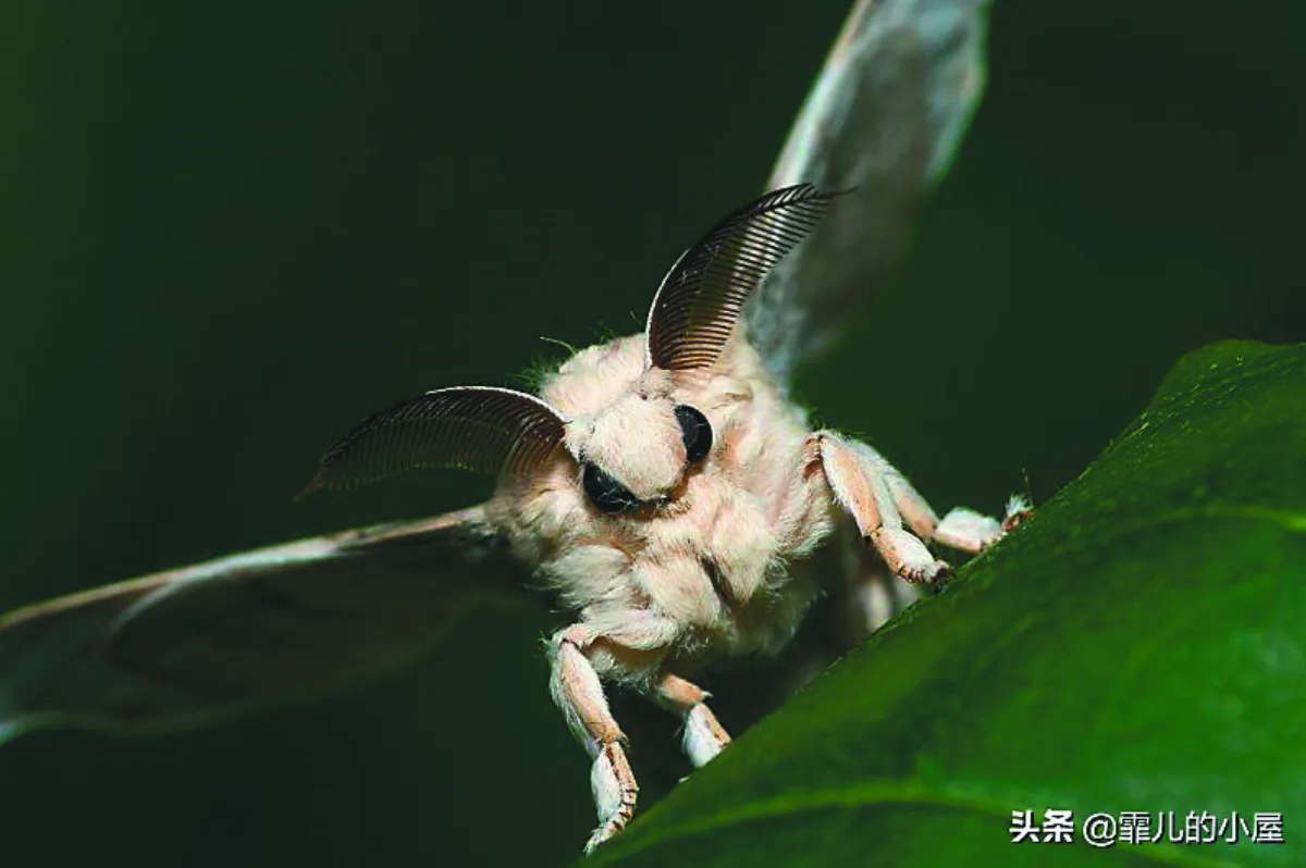 這些動物超像外星來的