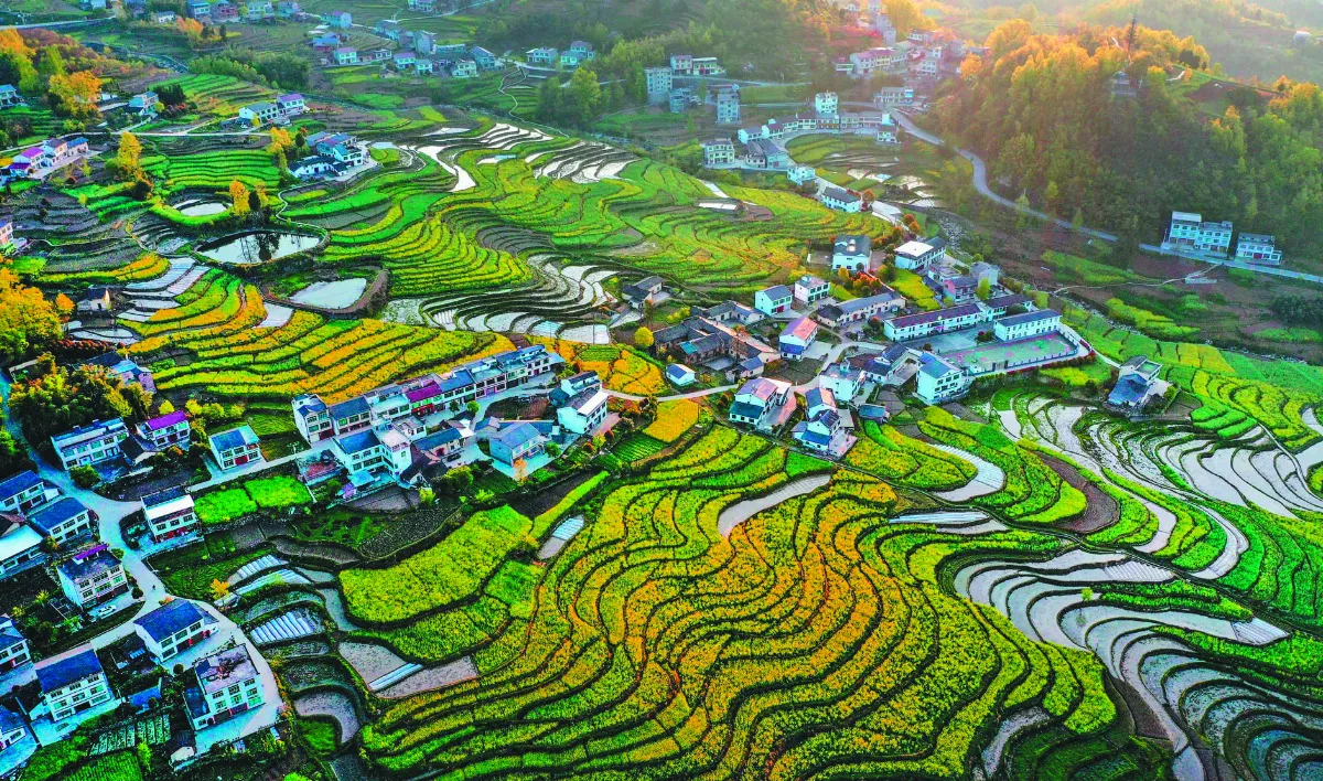 鳳堰古梯田 生機盎然