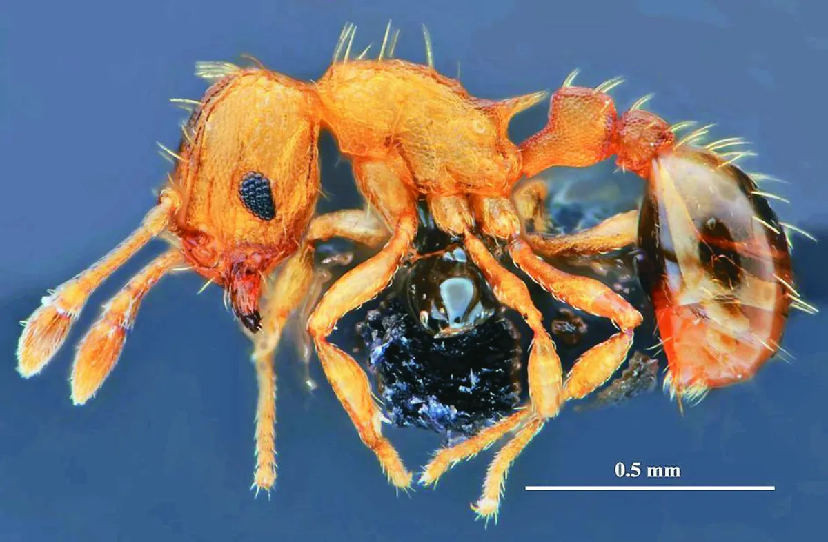 侵略性強 光點小火蟻現蹤台中