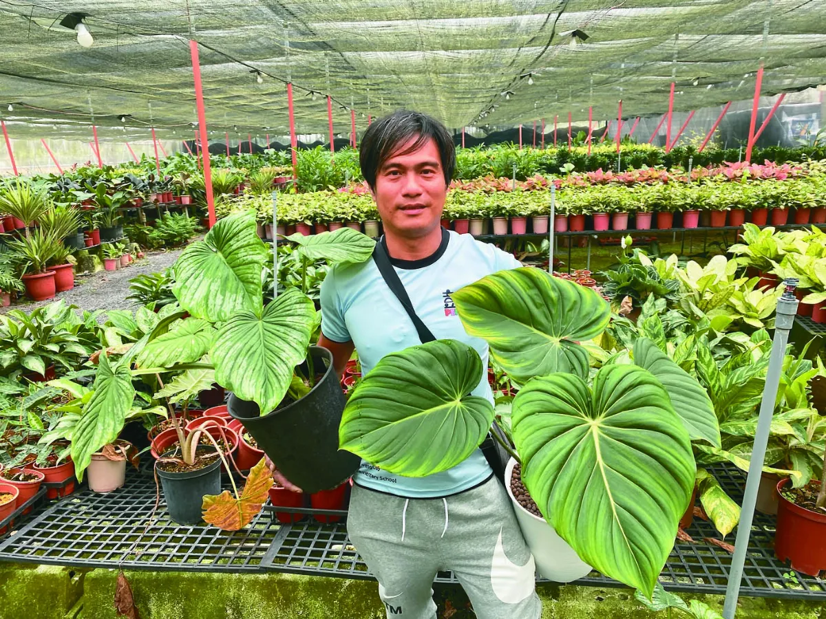 綠色經濟 疫情宅在家 觀葉植物身價翻漲