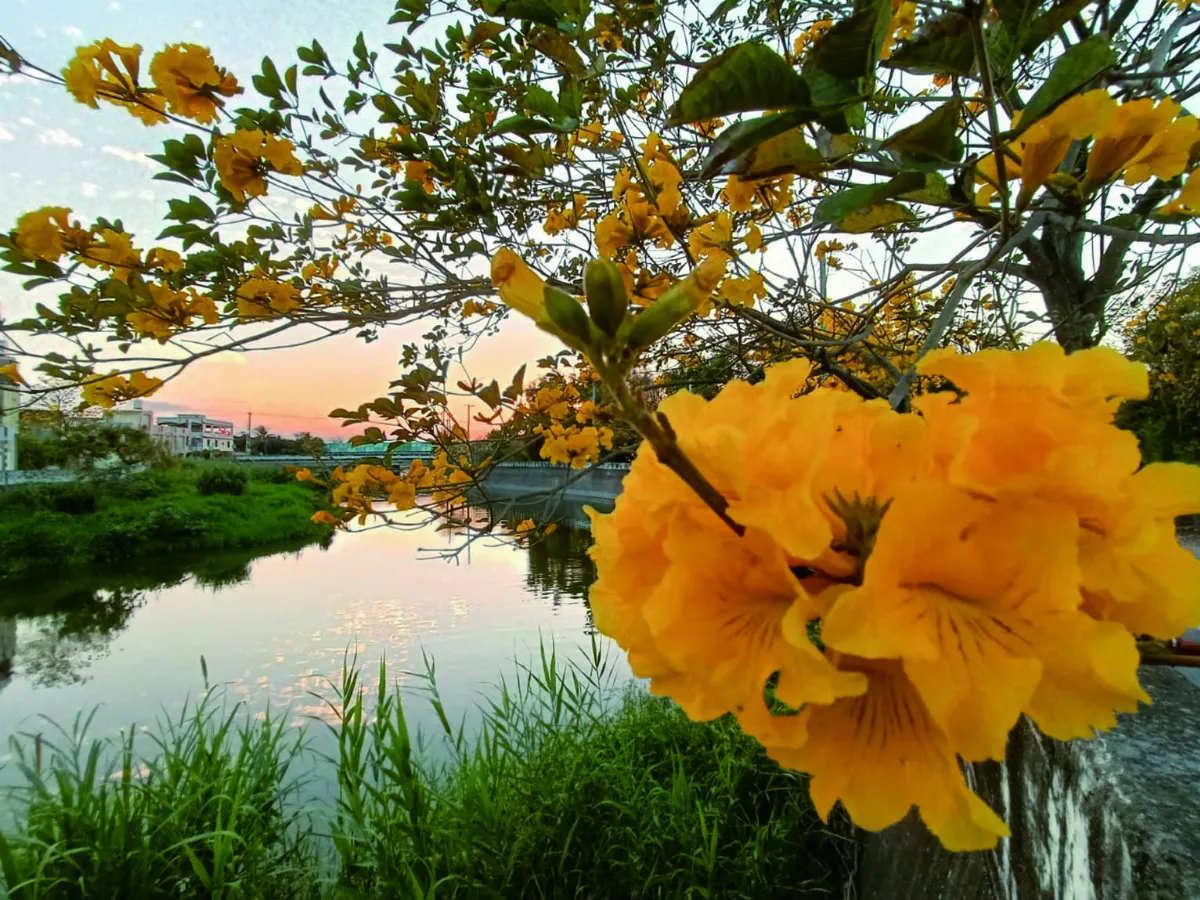 生活快門 燦爛風鈴木