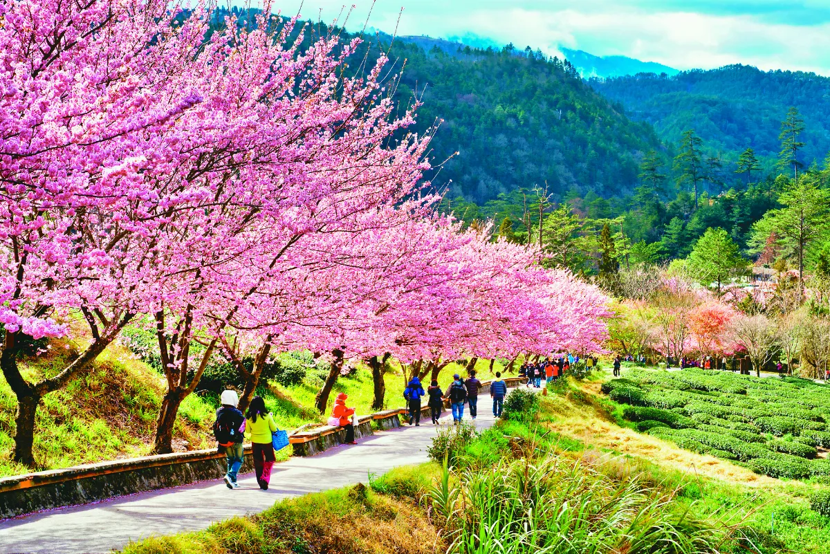 科學助攻  一圓平地櫻花夢