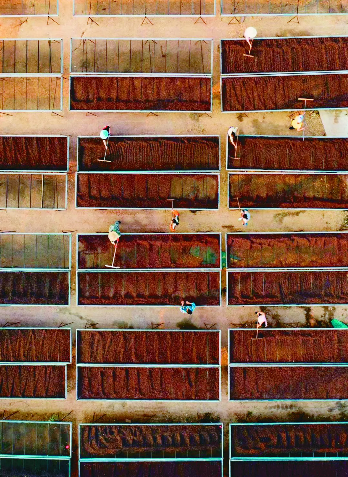 大陸社會觀察  雲南普洱 一杯咖啡改變茶鄉