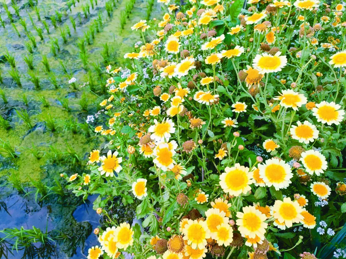 農家風情畫 聽見花開的聲音