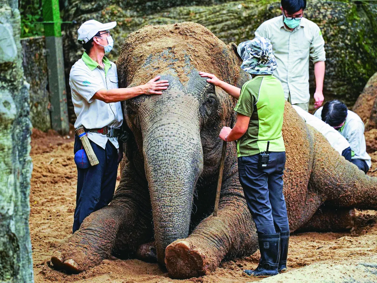 診療大型動物 數十獸醫拔河