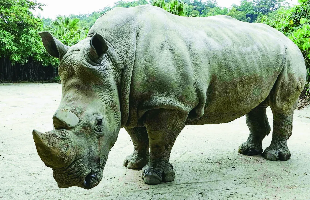診療大型動物 數十獸醫拔河