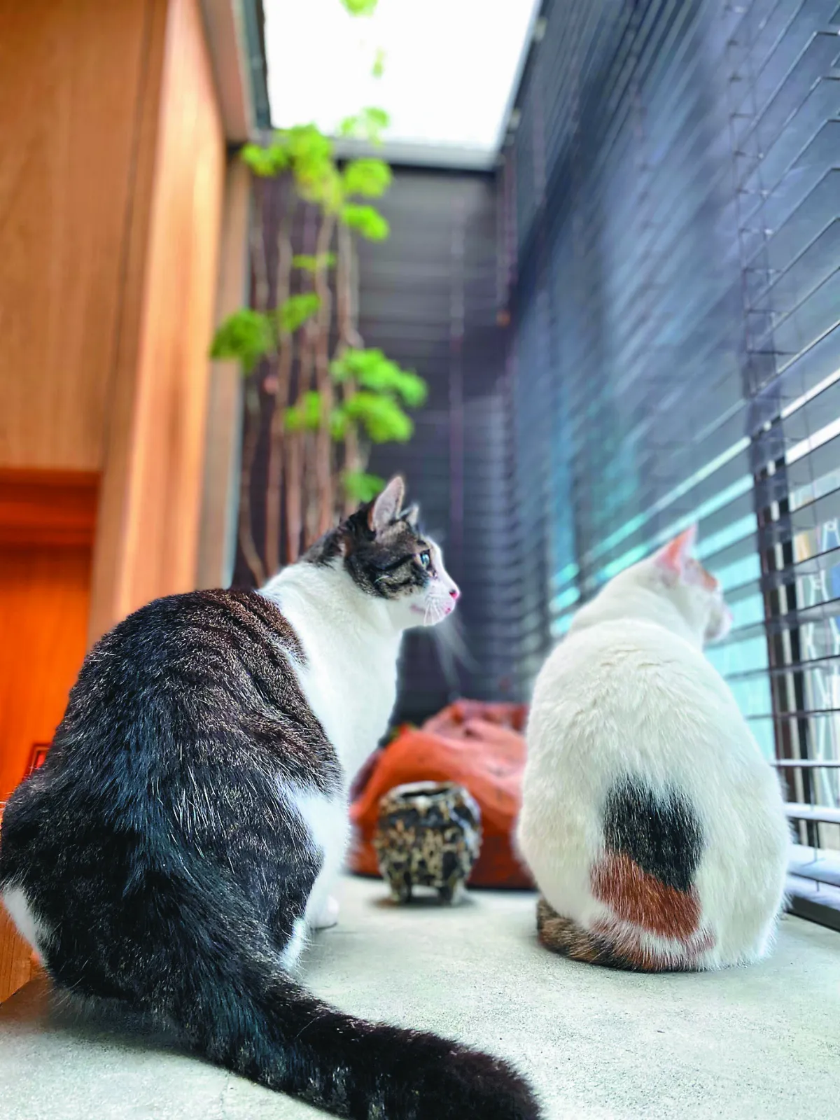 貓眼看人生 貓的春日子