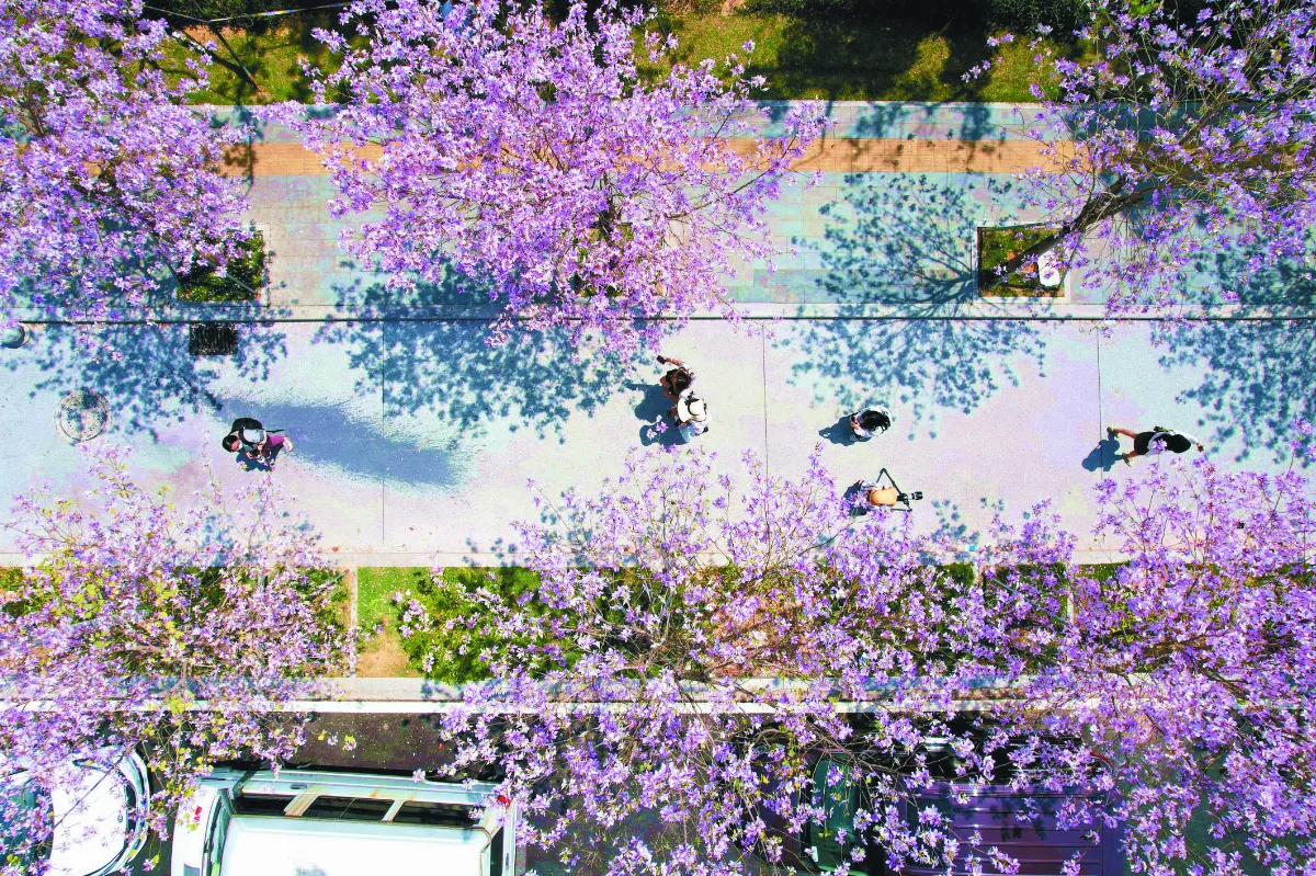 福州晉安 宮粉紫荊花盛開