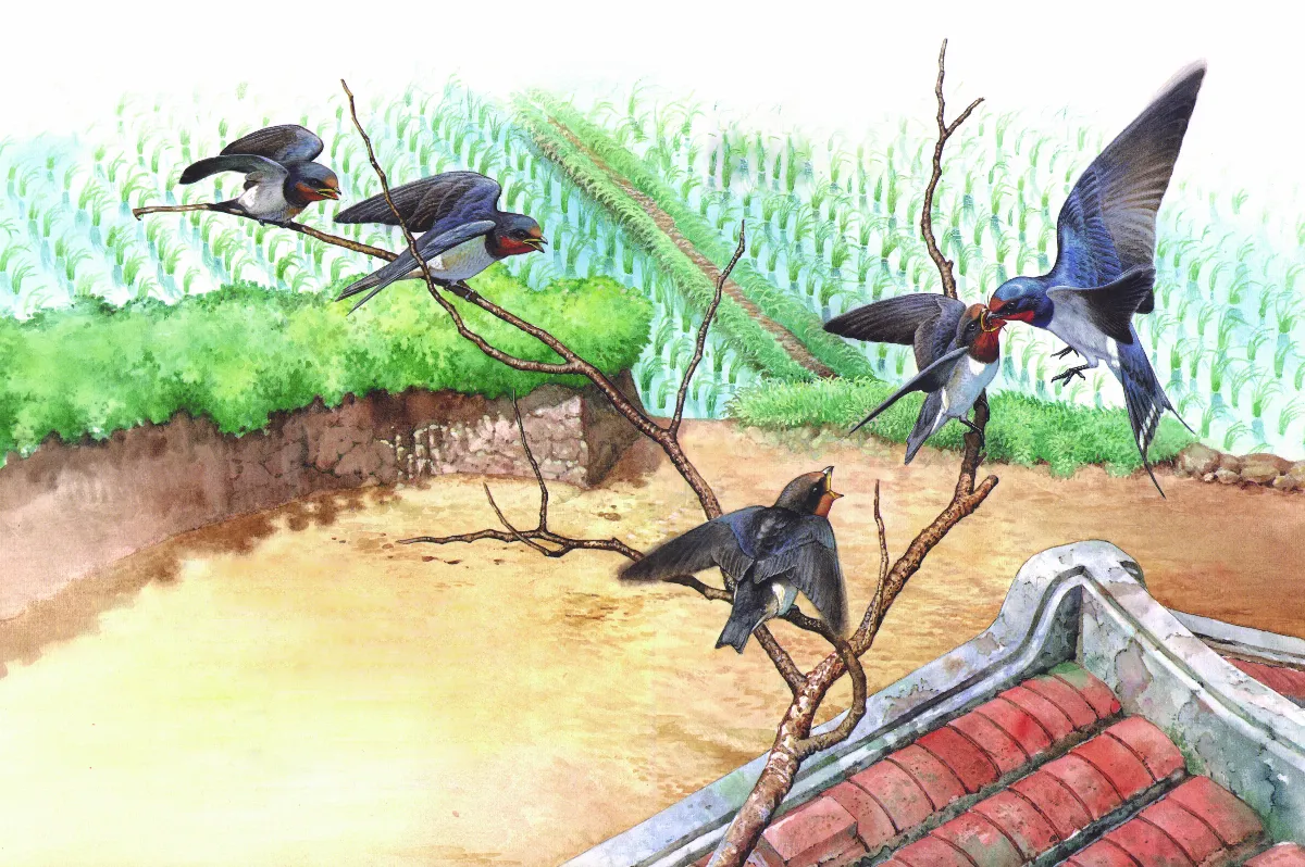鳥兒為什麼唱歌 ?