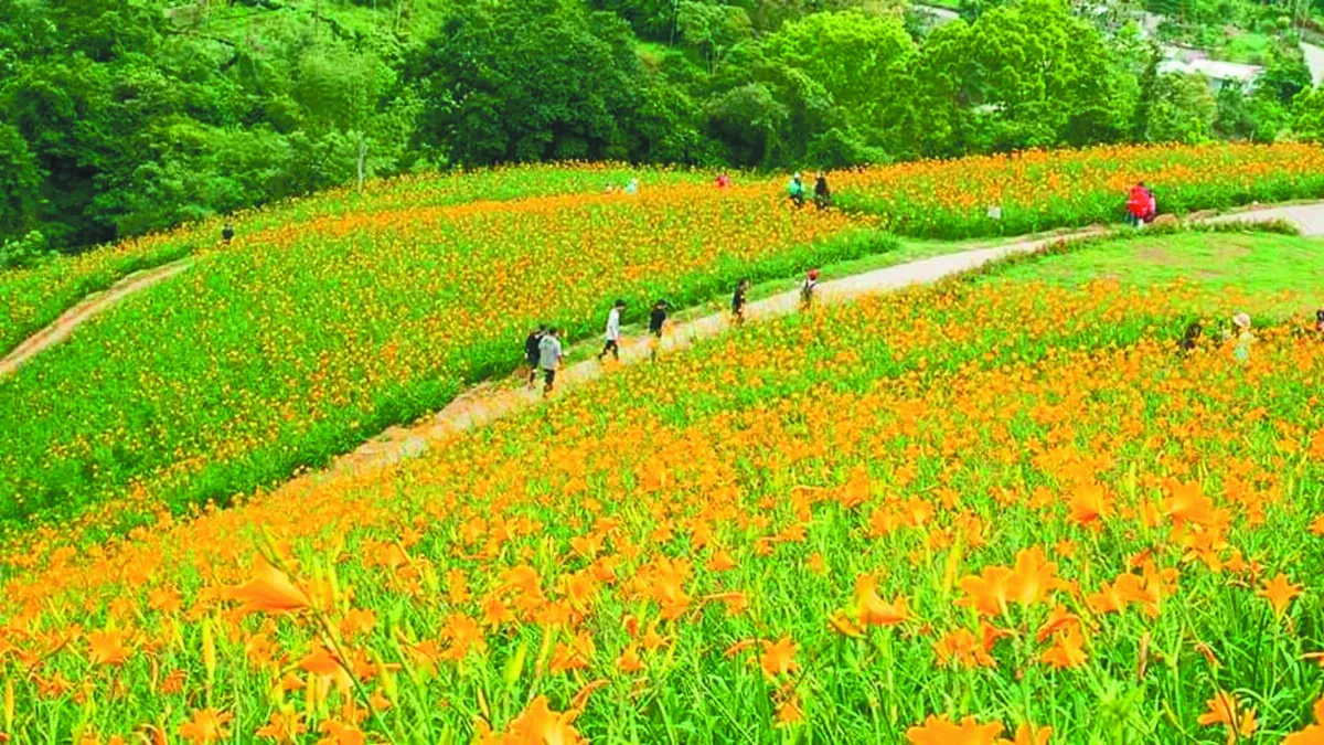 陽光金針 台東新品種盛產