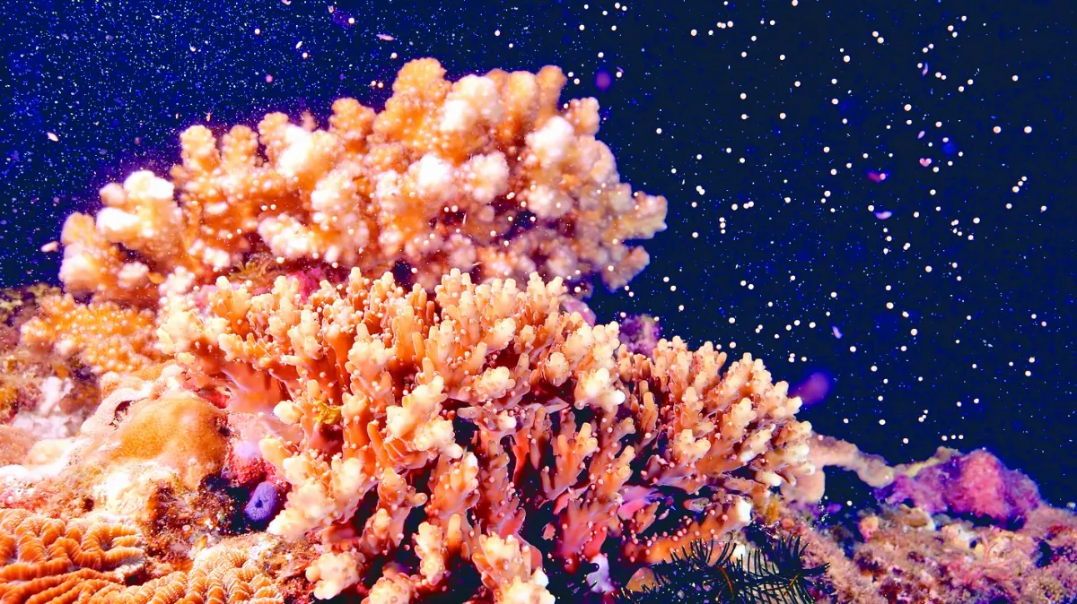 墾丁珊瑚產卵  如夢幻粉紅星空