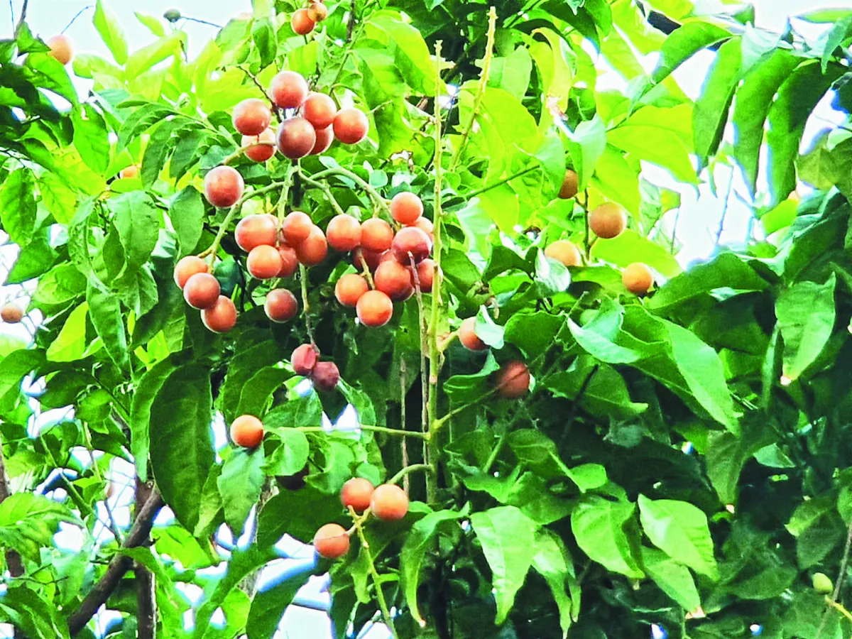 【植物教室】 酸酸甜甜的夏季果子 黃皮果