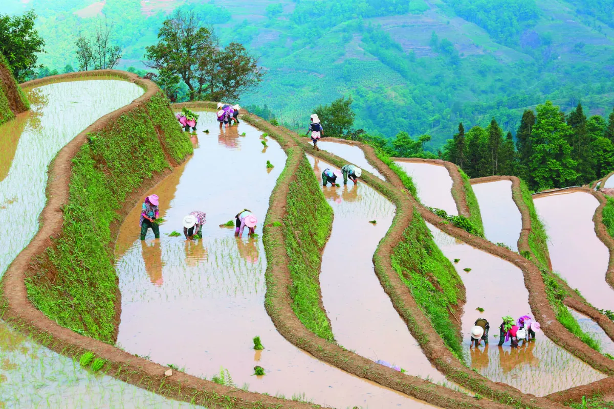 穀雨農忙
