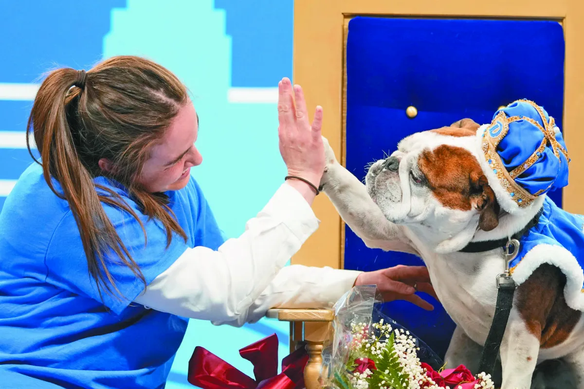 鬥牛犬選美