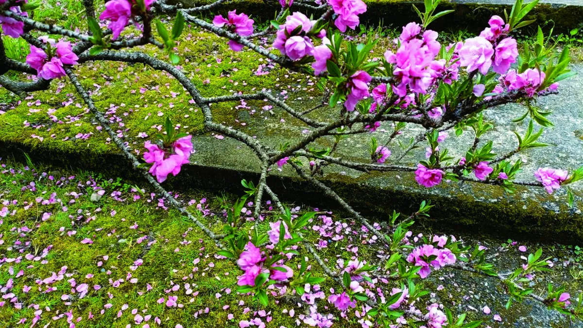 【詩】初遇矮桃
