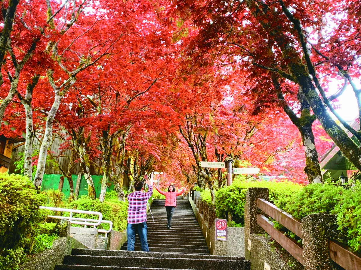 太平山紫葉槭換紅裝