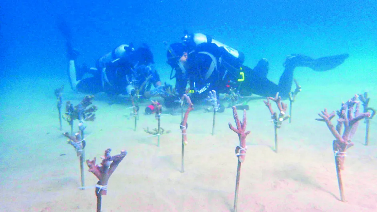 寒害白化 澎湖種珊瑚救生態
