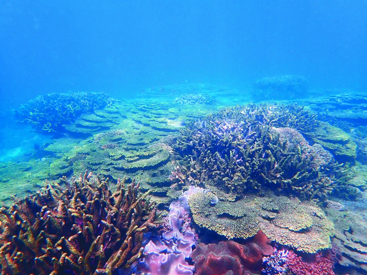 寒害白化 澎湖種珊瑚救生態