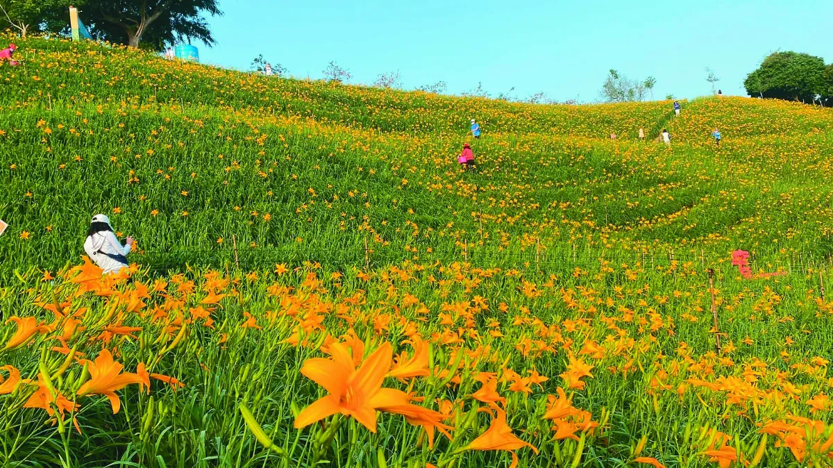 虎山巖 金針花海迎賓
