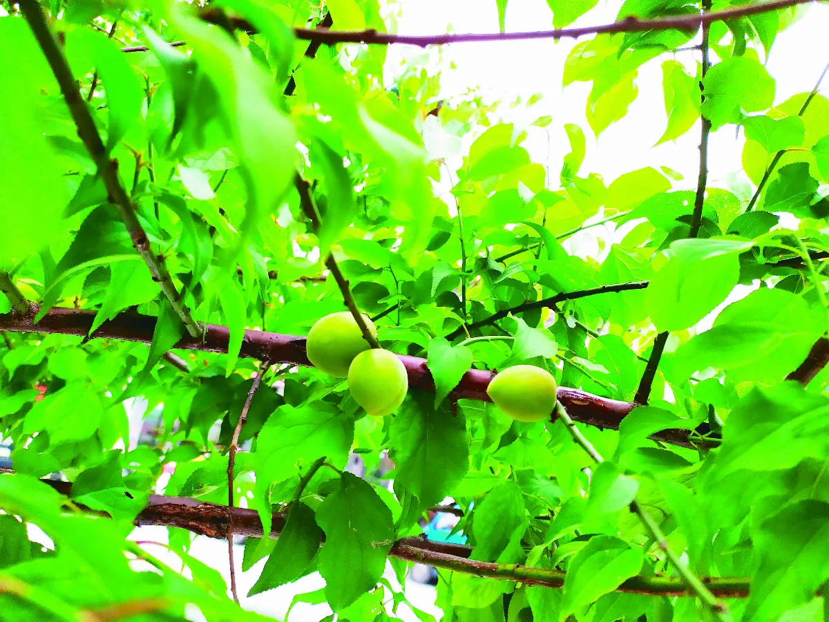 【晶食堂】望梅止渴 青青梅子酵素
