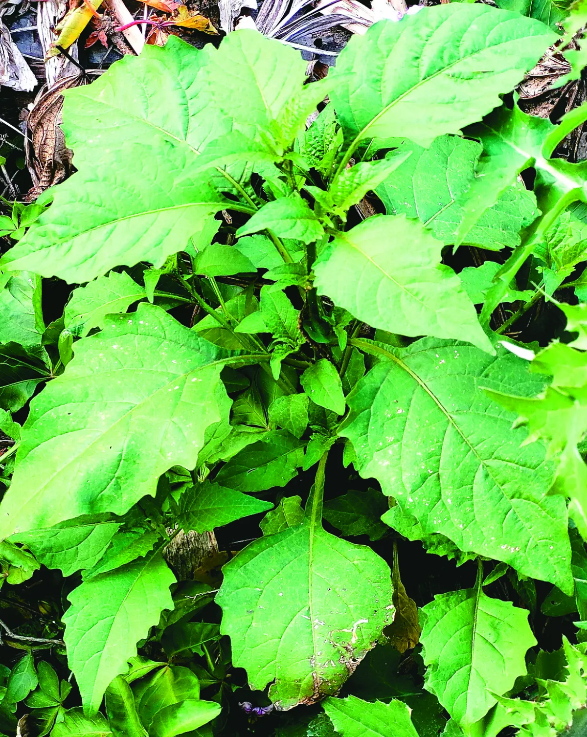 【野菜籃子】烏甜仔菜 龍葵