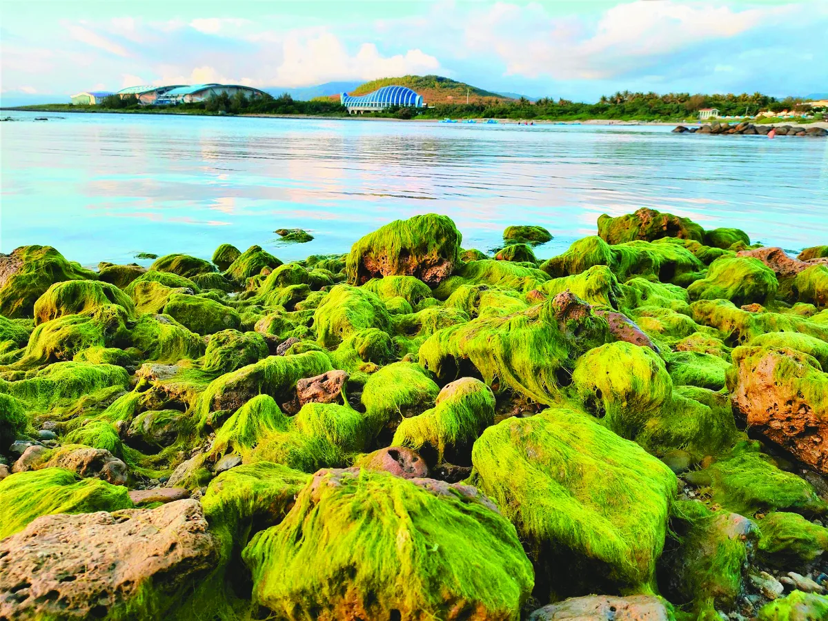 滸苔綠地毯 墾丁奇景