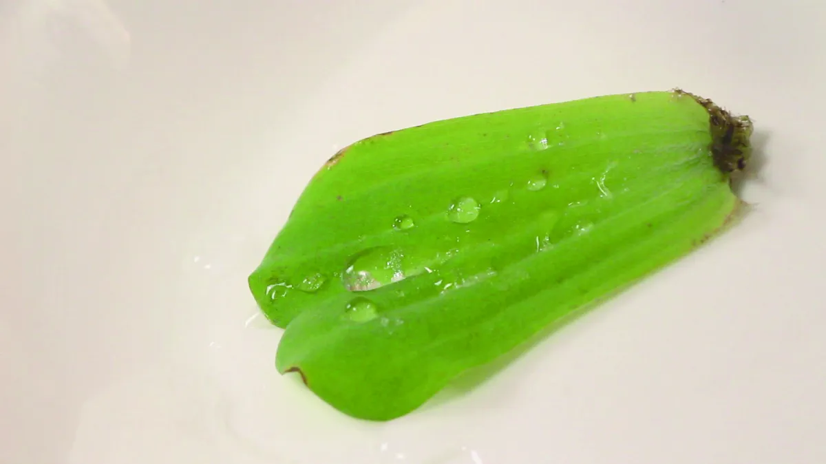 奈米是什麼米？