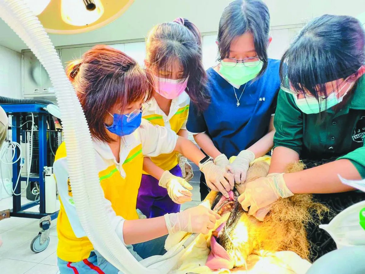 動物園大陣仗  為獅子洗牙