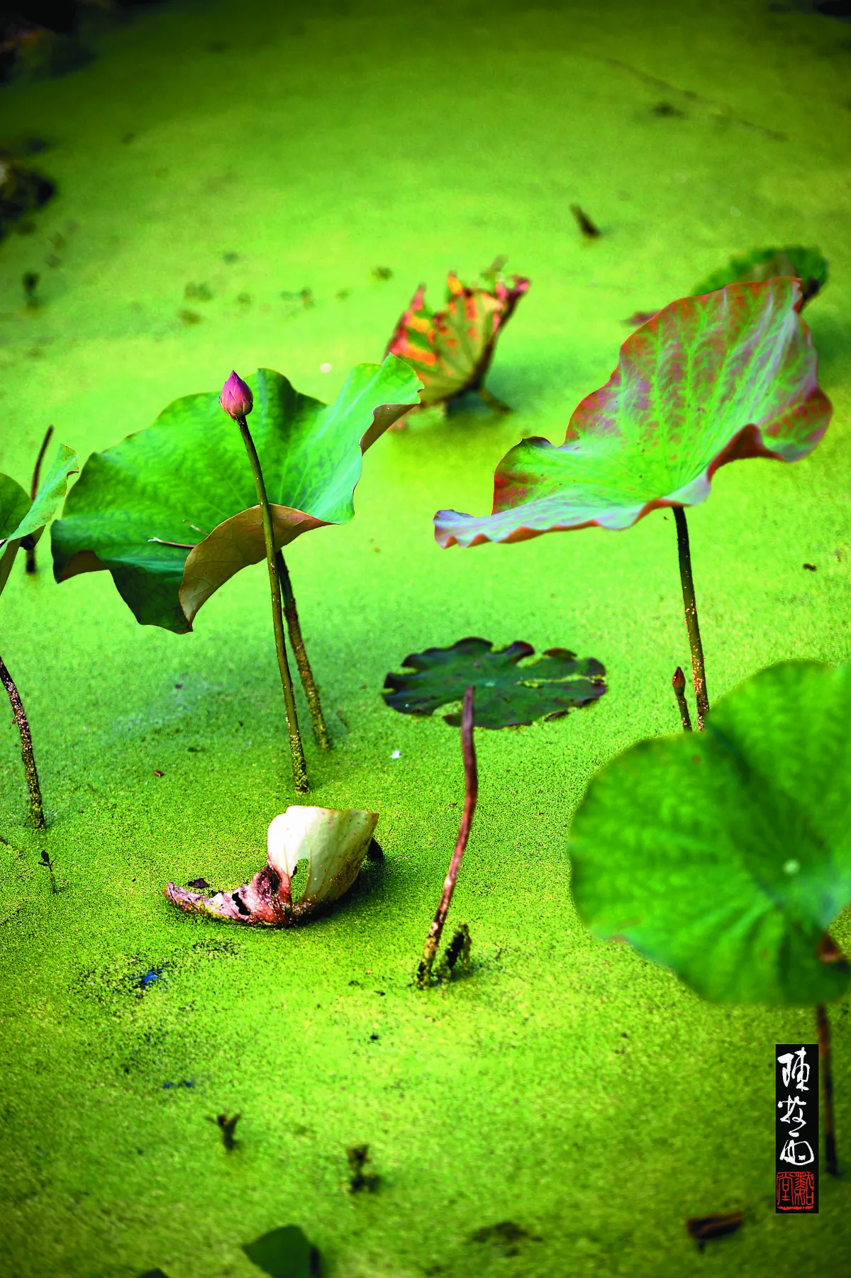 【草木有情】 初荷