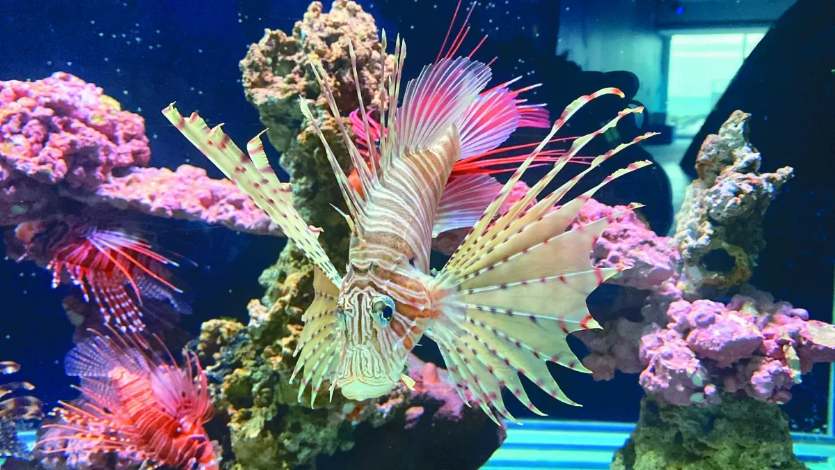 變性變色變裝 海洋生物絕技