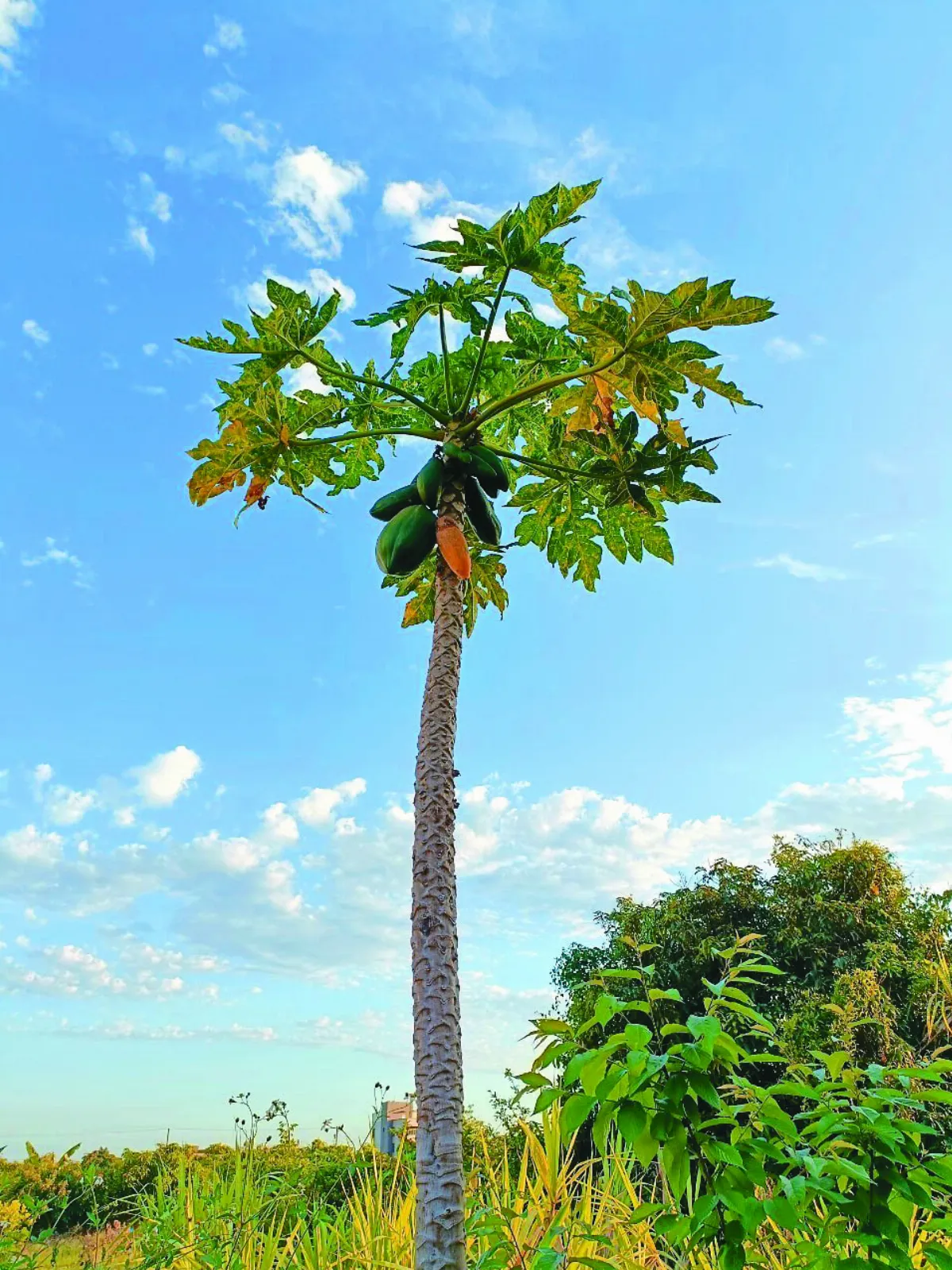 木瓜樹帶你舒展身心