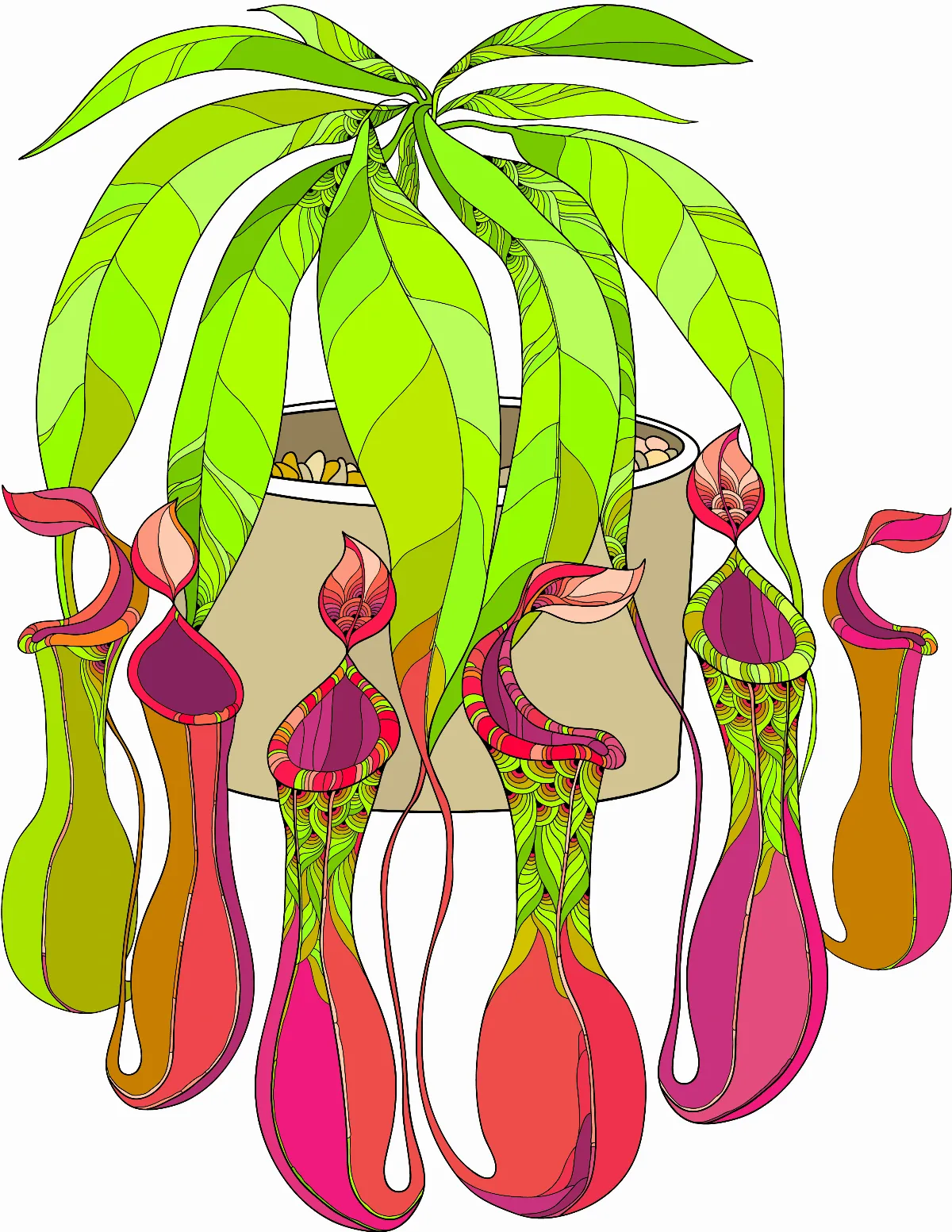 蟲蟲殺手 豬籠草