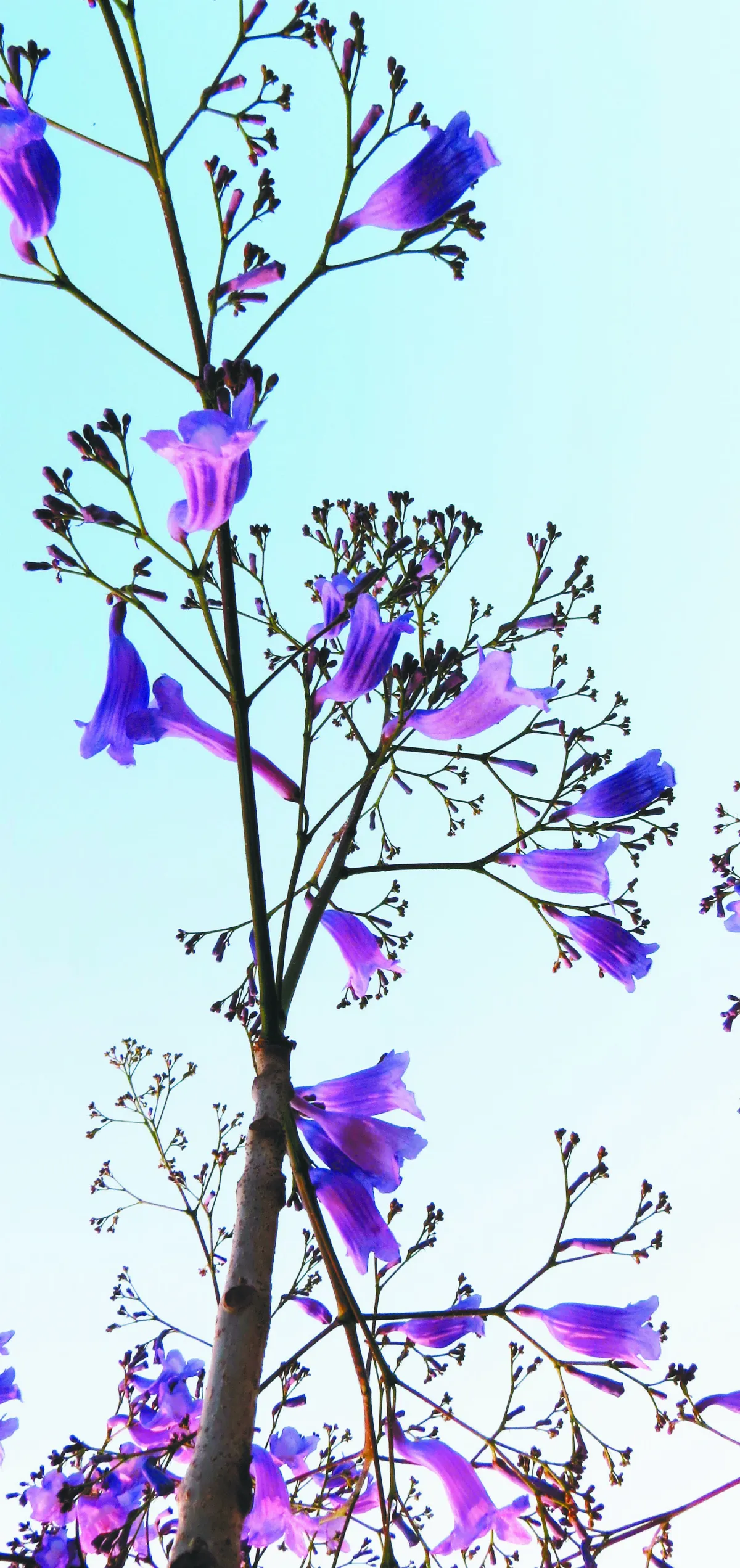 【自然生活】有故事的藍花楹