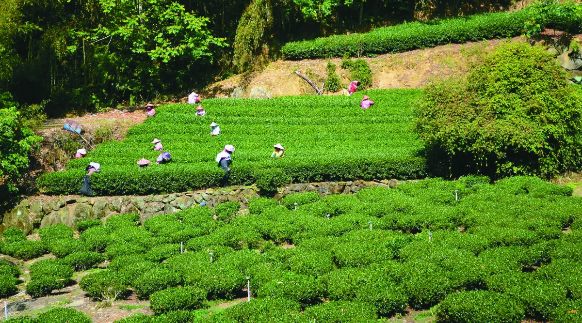 採春茶 阿里山好風光
